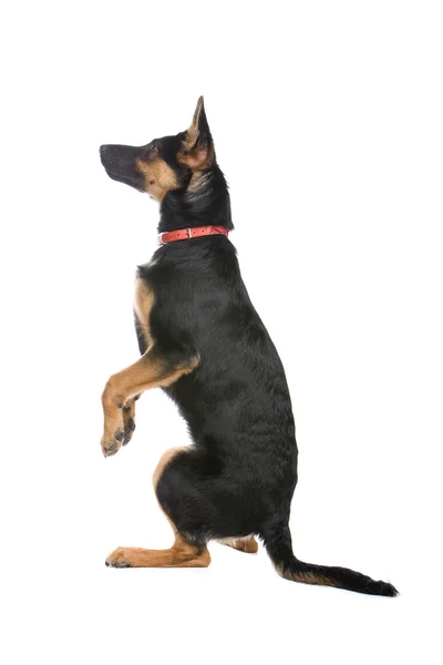 stock image Side-view of a cute german shepherd dog