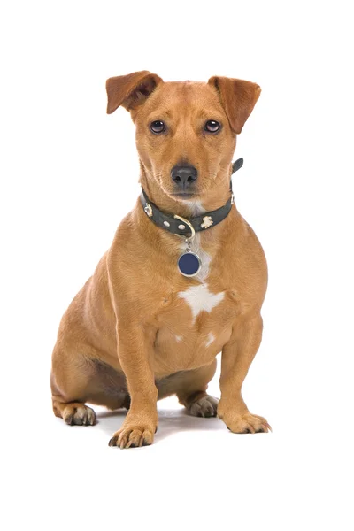 Brown jack russel terrier — Stock Photo, Image