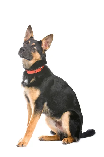 Vista lateral de um cão pastor alemão bonito — Fotografia de Stock