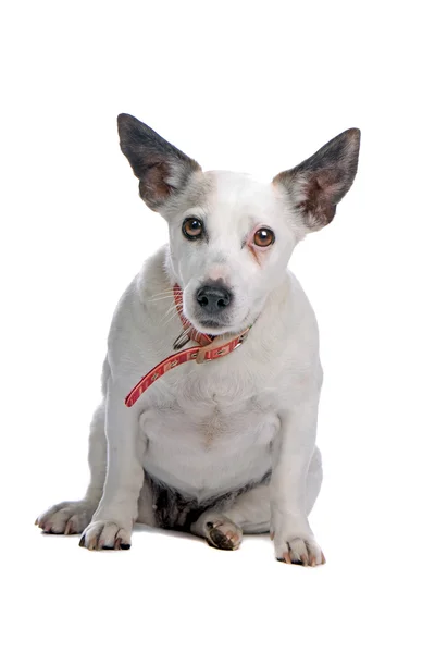 Viejo gato russel terrier perro — Foto de Stock
