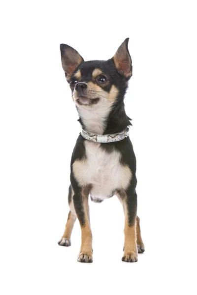 Чиуауа-собака стоит неподвижно — стоковое фото
