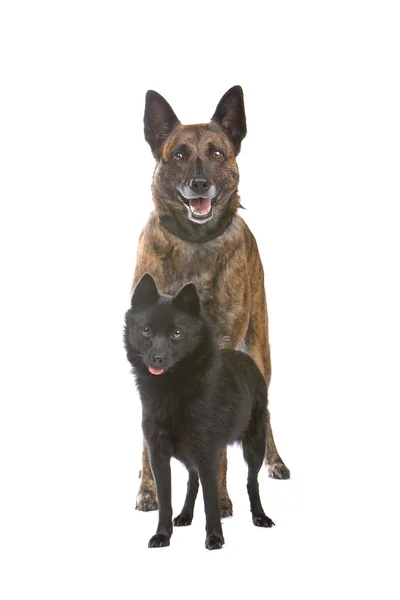 Two cute shepherd dogs — Stock Photo, Image