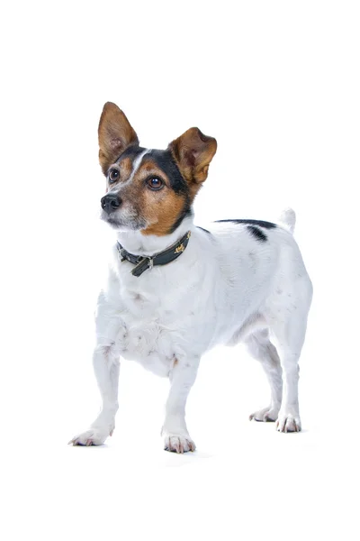 Jack Russell Terrier Köpeği — Stok fotoğraf