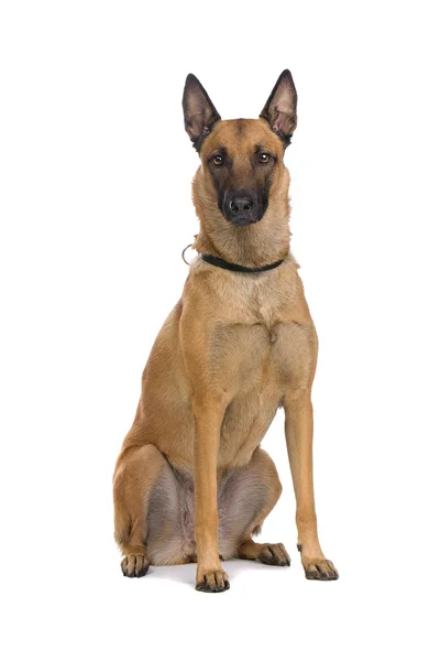 Bélgica cão pastor — Fotografia de Stock