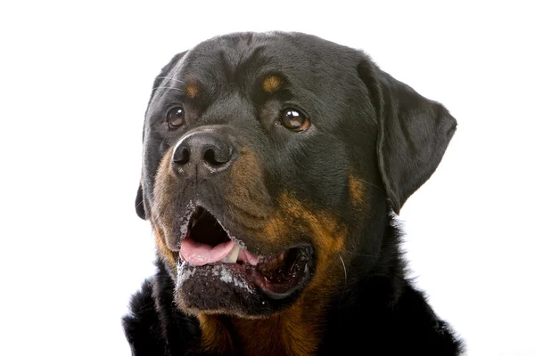 Head of a rottweiler — Stock Photo, Image