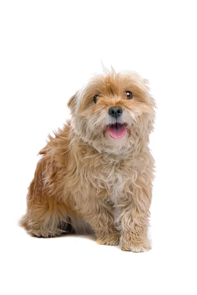 Funny little mixed breed dog — Stock Photo, Image