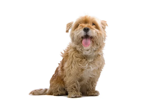 Pequeño perro de raza mixta —  Fotos de Stock