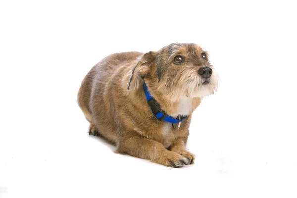 Vecchio cane di razza mista — Foto Stock
