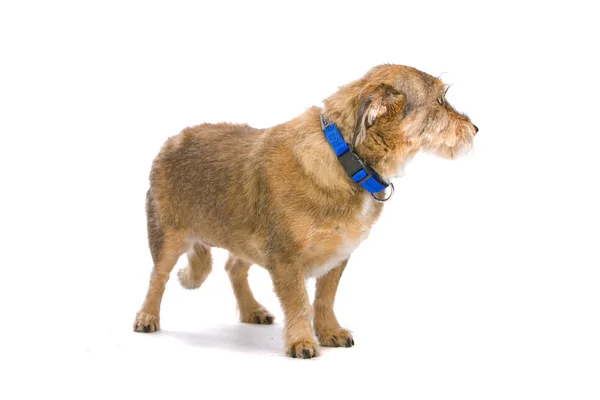 Alter Mischlingshund — Stockfoto