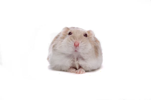Söta lilla hamster — Stockfoto