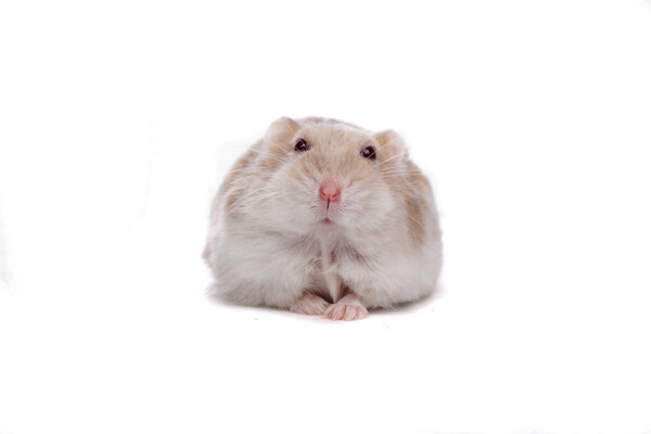 Cute little hamster