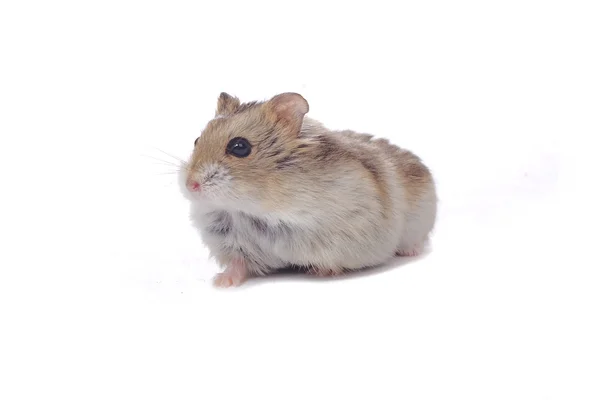 Niedlicher kleiner Hamster — Stockfoto