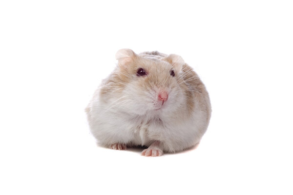 Little white hamster