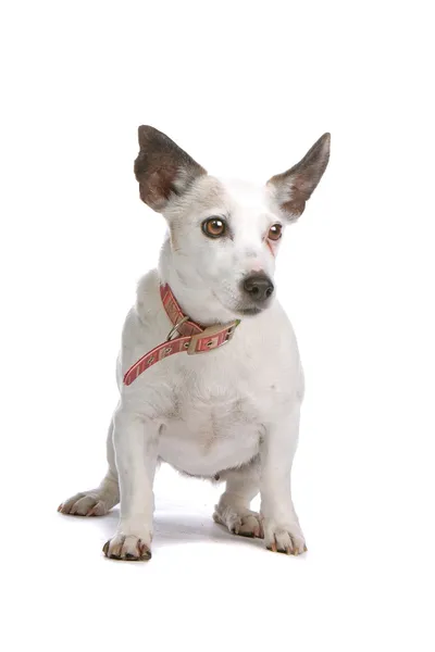 Velho Jack Russel terrier cão — Fotografia de Stock