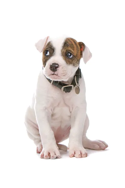 American bulldog puppy — Stock Photo, Image