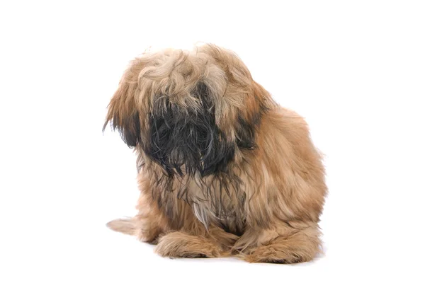 Portret puszysty psa — Zdjęcie stockowe