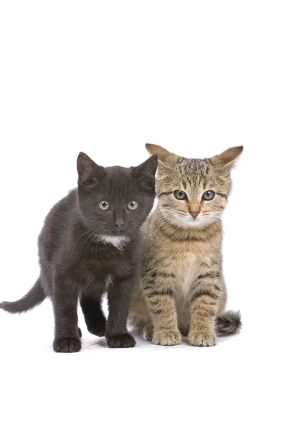 European short hair cats — Stock Photo, Image