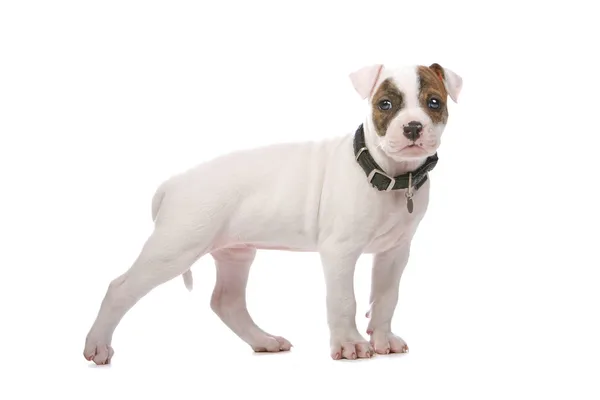 American bulldog puppy — Stock Photo, Image