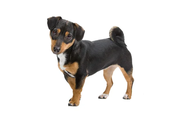Jack Russell terrier cachorro —  Fotos de Stock