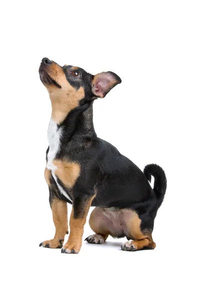 Jack Russell terrier yavru — Stok fotoğraf