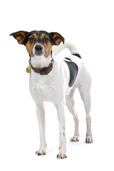 Borenfox terrier köpek — Stok fotoğraf