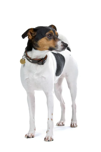Borenfox terrier perro —  Fotos de Stock
