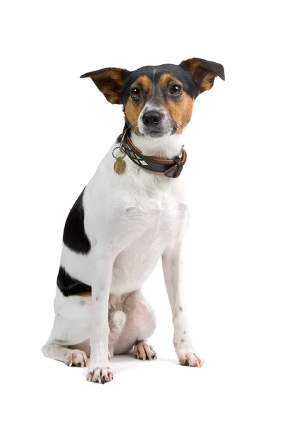Borenfox terrier köpek — Stok fotoğraf