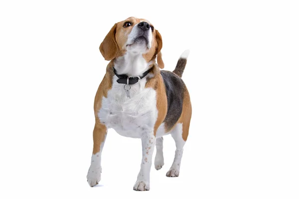 Beaglehund — Stockfoto