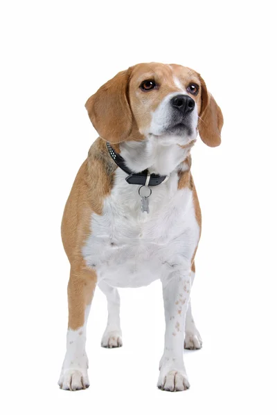 Cane Beagle — Foto Stock