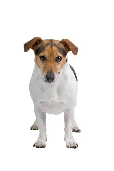 Jack Russell terrier cão — Fotografia de Stock