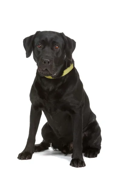 Perro labrador retriever negro — Foto de Stock