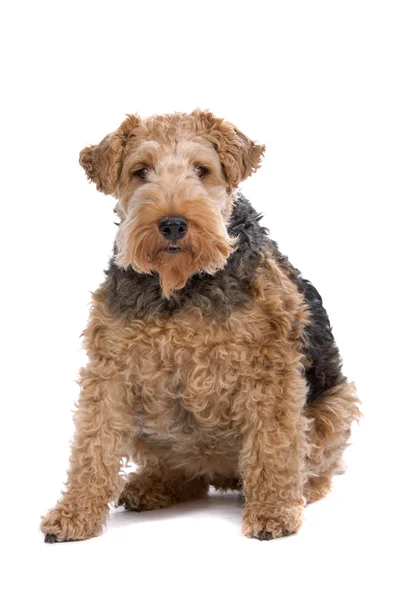 Airedale Terrier perro —  Fotos de Stock