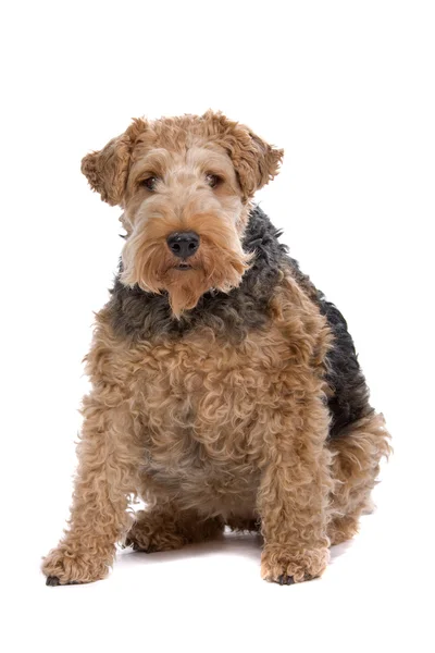 Airedale terrier köpek — Stok fotoğraf