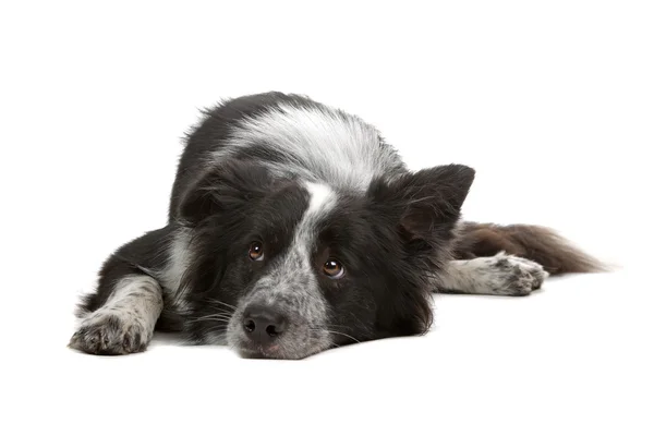 Border Collie Schäferhund isoliert auf weißem Hintergrund — Stockfoto