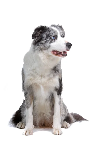 白い背景の前に座っているボーダー ・ コリー犬の品種 — ストック写真