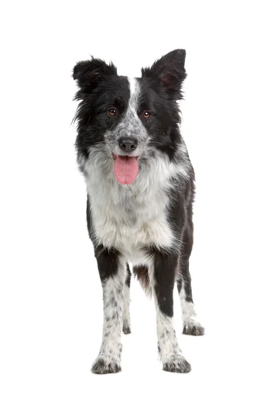 Border Collie Hund — Stockfoto