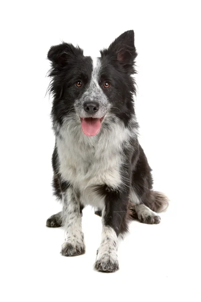 ボーダーコリー犬 — ストック写真