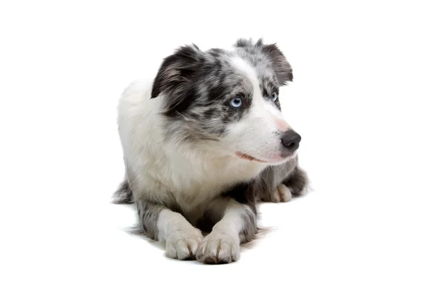 白い背景の前でボーダー ・ コリー犬の品種 — ストック写真