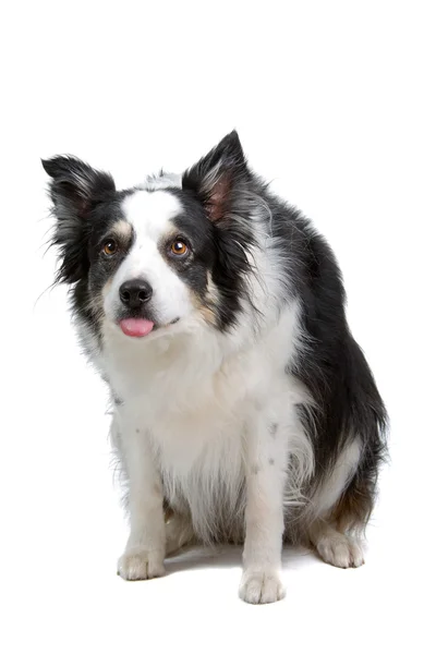 ボーダーコリー フント - 白い背景上に分離されて背を丸めてボーダーコリー犬 — ストック写真