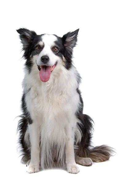 Border Collie Breed sitting in front of a white background and facing the camera — Stock Photo, Image