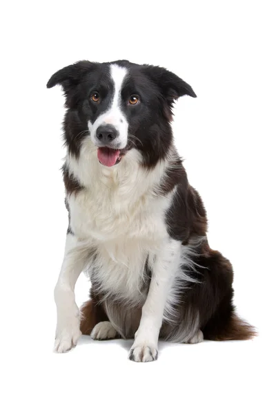 Border Collie Breed sitting in front of a white background and facing the camera — Stock Photo, Image