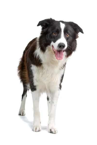 Border Collie Breed in front of a white background — Stock Photo, Image