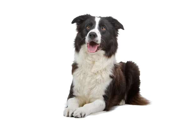 白い背景の前でボーダー ・ コリー犬の品種 — ストック写真