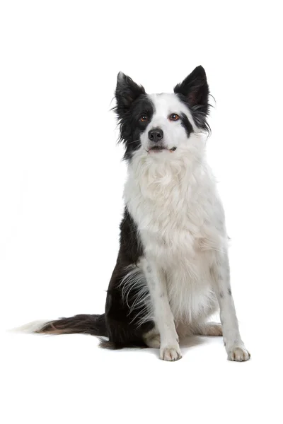 Border Collie Breed in front of a white background — Stock Photo, Image