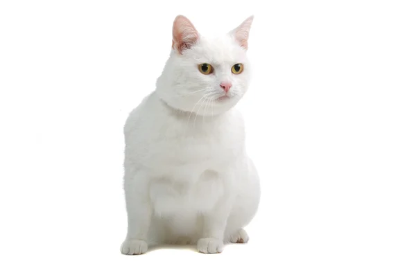 Gatto europeo a pelo corto bianco isolato di fronte a uno sfondo bianco — Foto Stock