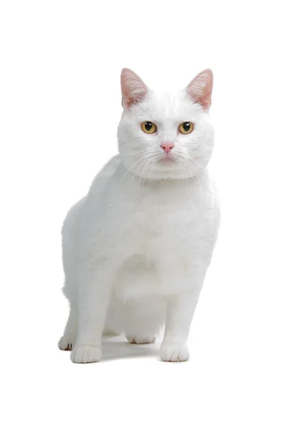 Európai fehér rövid hajú macska, elszigetelt fehér háttér előtt — Stock Fotó
