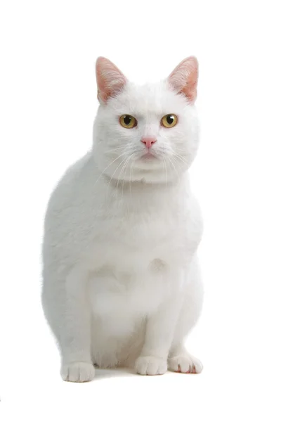 Gato de cabelo curto branco europeu isolado na frente de um fundo branco — Fotografia de Stock
