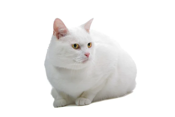 Europejskiej biały kot krótki włosy na białym tle przed białym tle — Zdjęcie stockowe