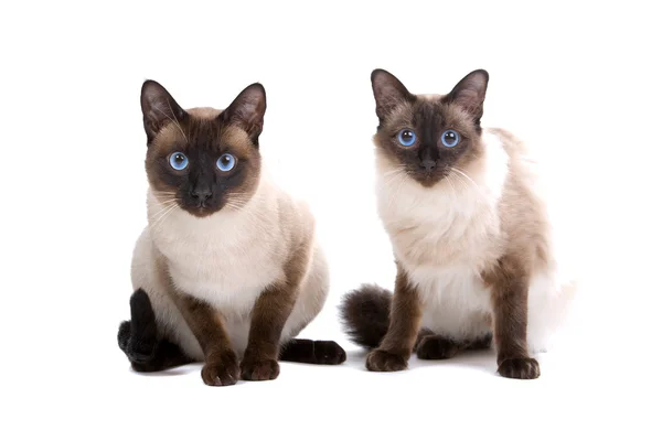 Koty syjamskie — Zdjęcie stockowe