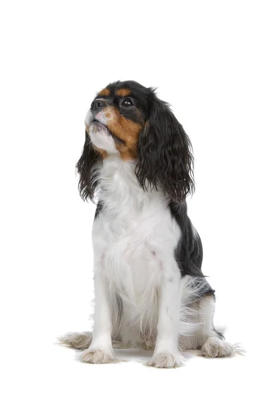 Cavalier King Charles spaniel — Stock Image Cavalier King Charles spaniel Stock Image